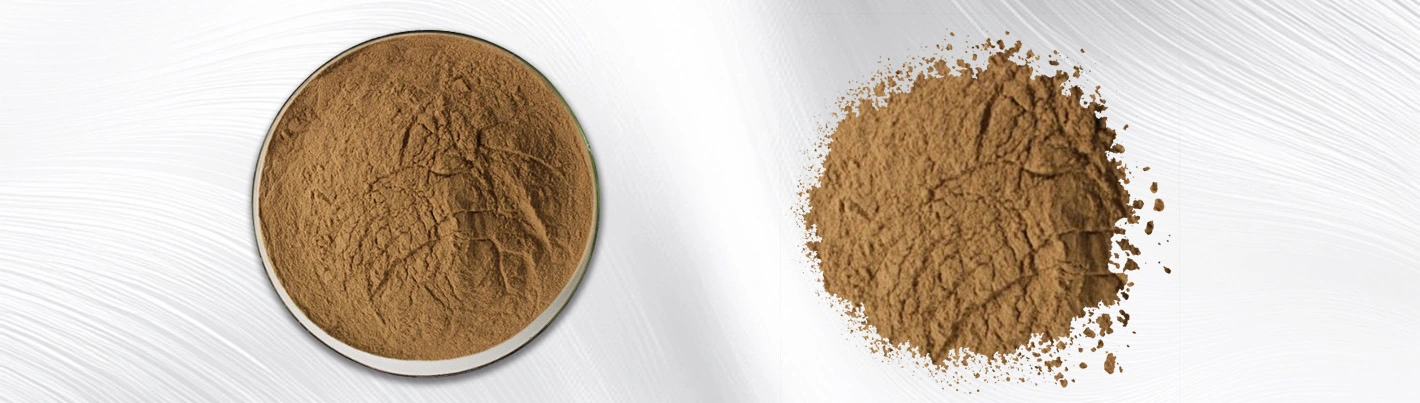 Rhizoma Chuanxiong Extract Rhizoma Chuanxiong Extract