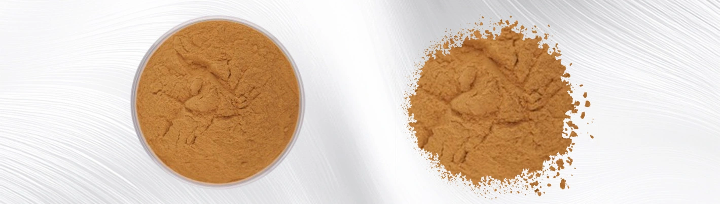 angelica sinensis extract powder