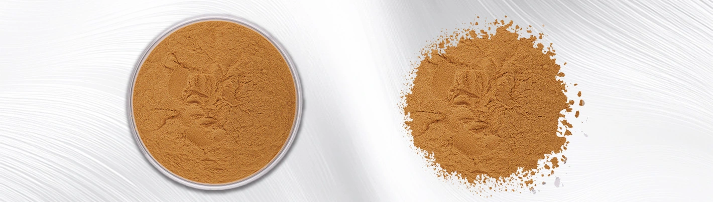echinacea extract powder