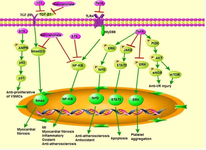 Miltiorrhiza Root Extract Powder