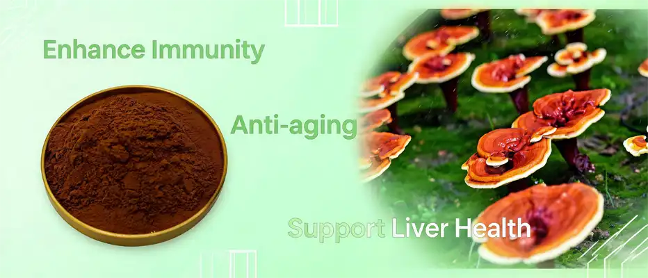 Ganoderma extract powder Ganoderma extract powder