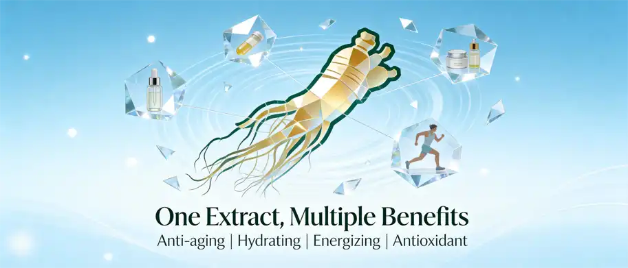ginseng plant extract