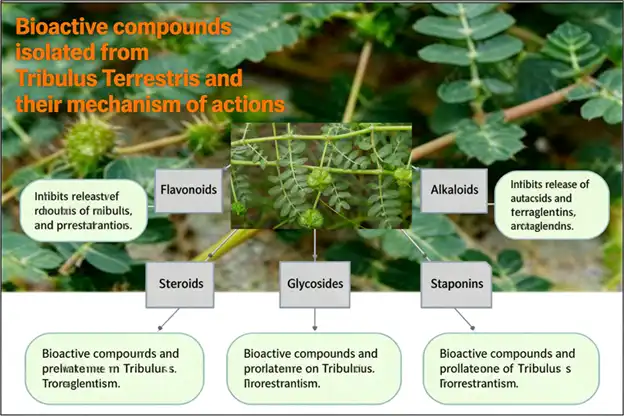 Tribulus terrestris extract powder