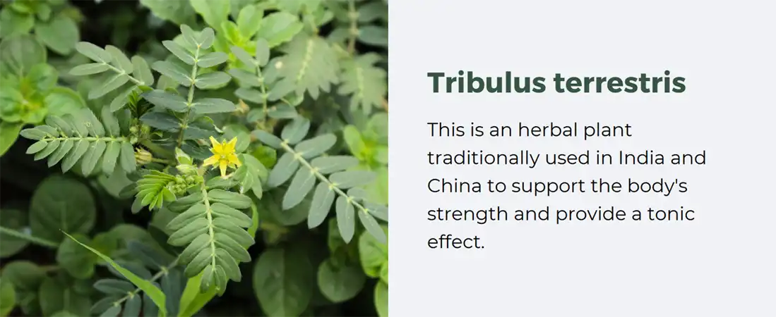 Tribulus terrestris extract powder 