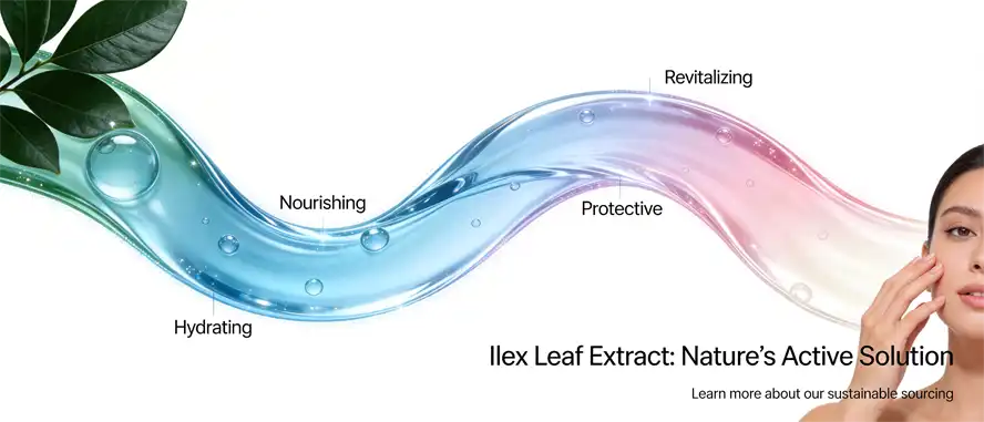 Ilex leaf extract Ilex leaf extract