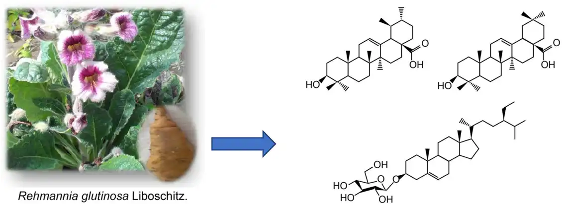 Radix rehmanniae extract 