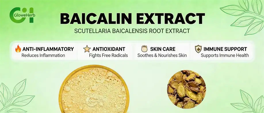 Baicalin extract Baicalin extract