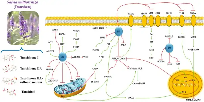 Tanshinone Danshen Extract Powder