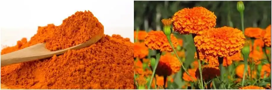 marigold extract powder marigold extract powder