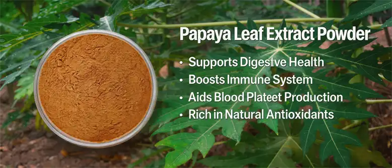 Papaya leaf extract powder Papaya leaf extract powder