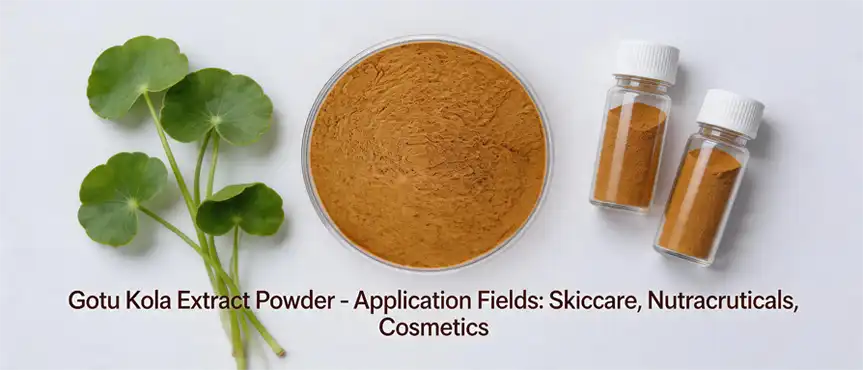 Gotu Kola Extract Powder Gotu Kola Extract Powder