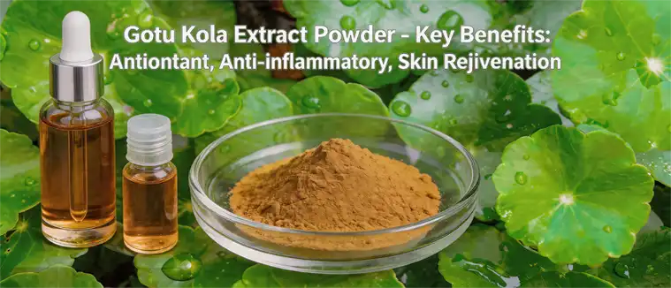 Gotu kola extract powder Gotu kola extract powder