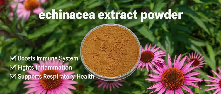echinacea extract powder 