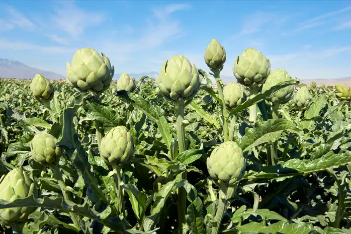 nature artichoke extract 