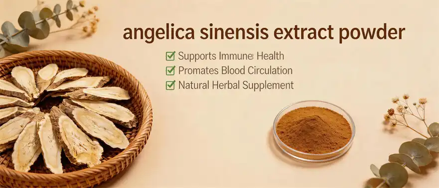angelica sinensis extract powder