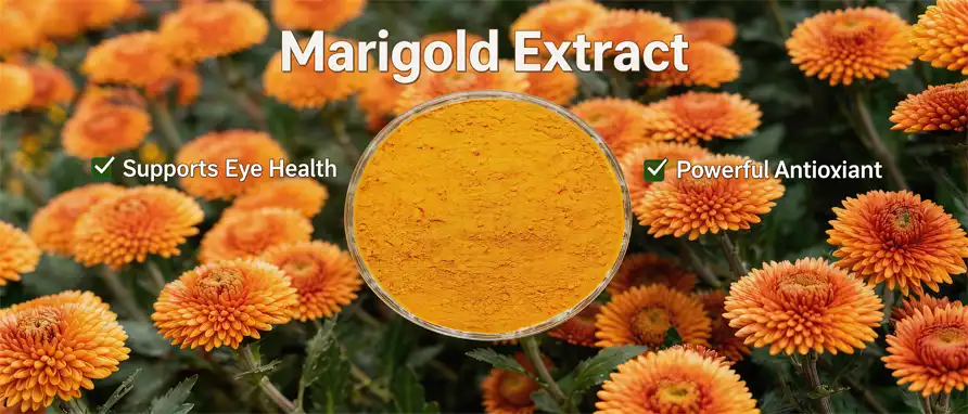 Marigold extract powder