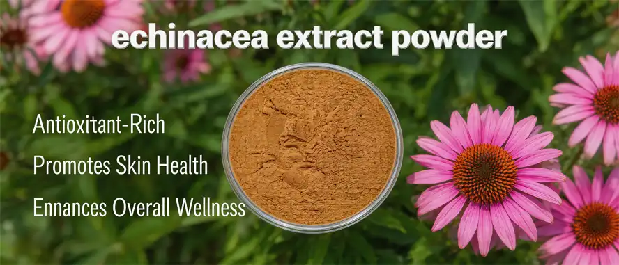 echinacea extract powder