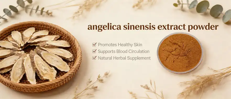 angelica sinensis extract powder angelica sinensis extract powder