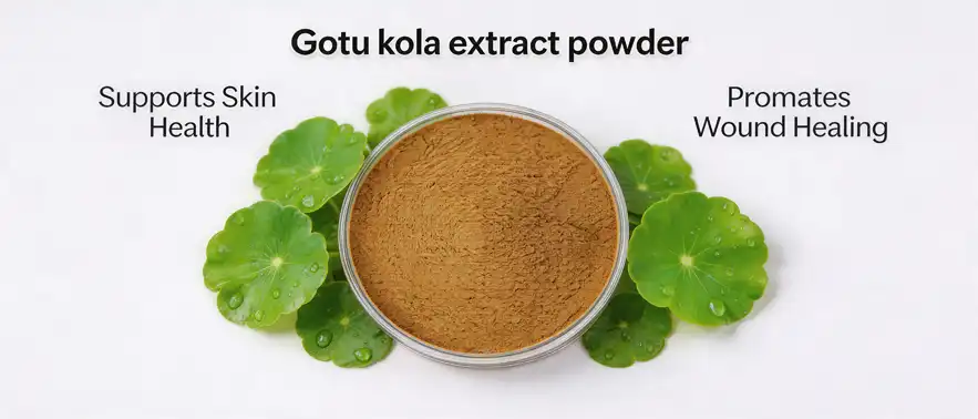 Gotu kola extract powder Gotu kola extract powder