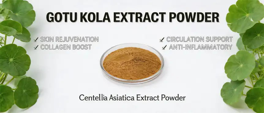 gotu kola extract powder gotu kola extract powder