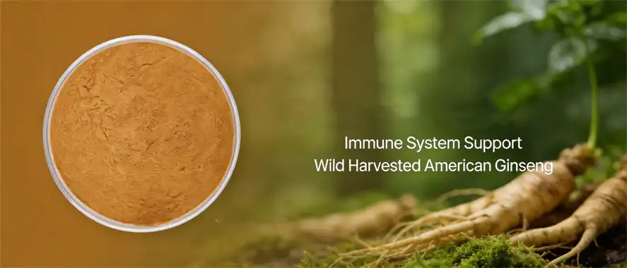 American ginseng extract powder 
