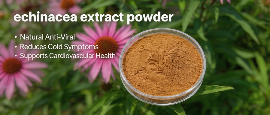Echinacea Extract Powder Echinacea Extract Powder