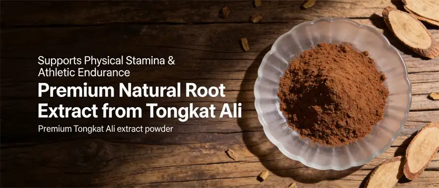 best Tongkat Ali extract powder best Tongkat Ali extract powder