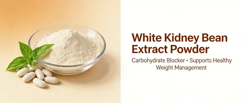 white kidney bean extract powder white kidney bean extract powder