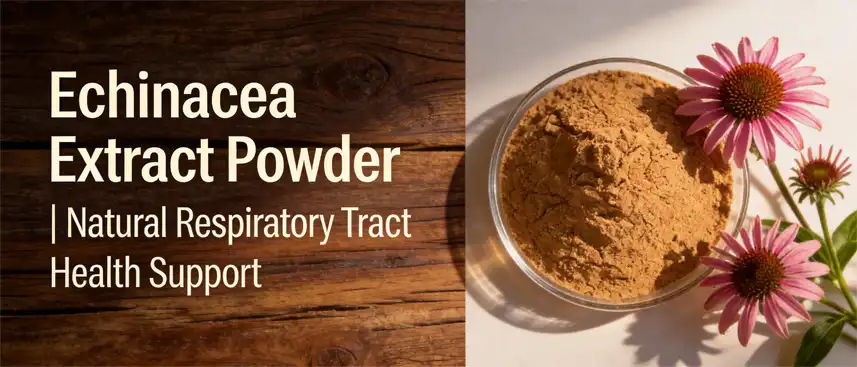 echinacea extract powder