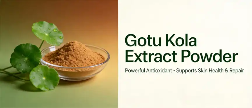 gotu kola extract powder