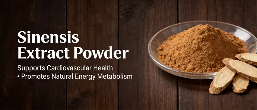 angelica sinensis extract powder angelica sinensis extract powder