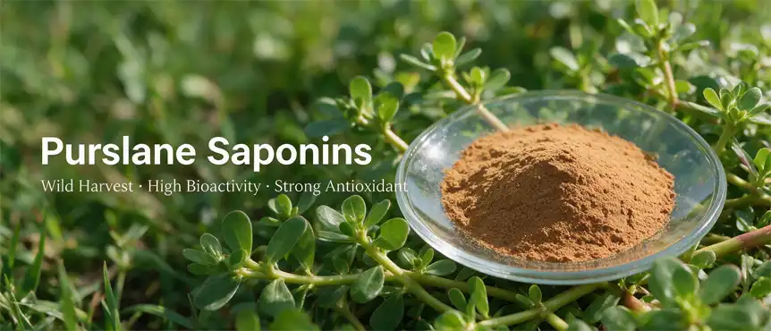 purslane saponins purslane saponins