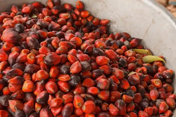 Unlock Better Sleep: Ghanaian Seed Extract Supplement Solution