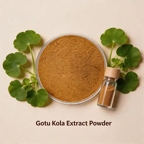 What Are the Key Benefits of Gotu Kola Extract Powder?